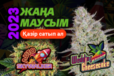 Auto Think Different feminised – Тәуліктің кез келген уақытына арналған әмбебап сұрып
