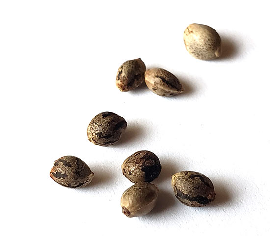 GanjaSeeds Қазақстан
